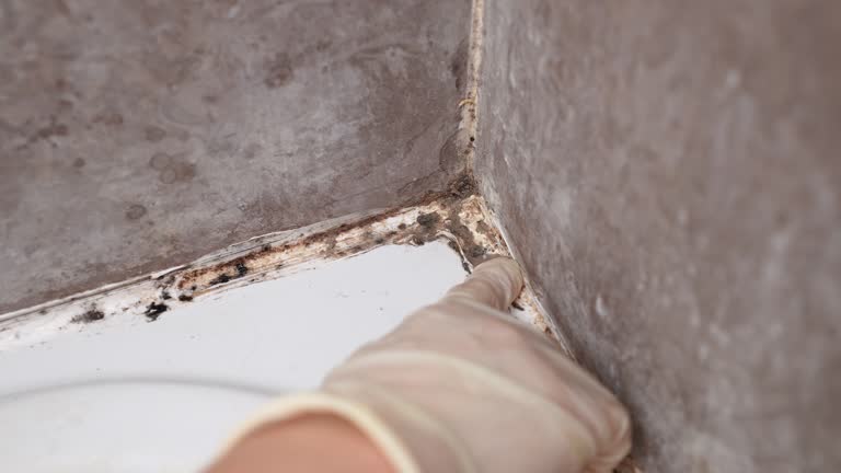 Mold Documentation for Insurance Claims in Beckley, WV